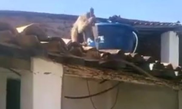 Video Khỉ say rượu trộm dao dọa đâm người