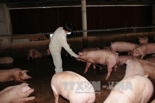 Bộ Nông nghiệp và Phát triển nông thôn ban hành danh mục hóa chất, kháng sinh cấm sử dụng trong chăn nuôi gia súc, gia cầm tại Việt Nam, trong đó có Salbutamol. Ảnh: Lê Đức Hoảnh-TTXVN