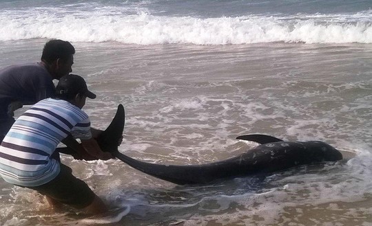Cá voi vừa chết bất thường trôi vào biển Thừa Thiên- Huế.