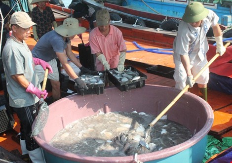 Cấp phát gạo dự trữ cho người dân bị ảnh hưởng do cá chết bất thường