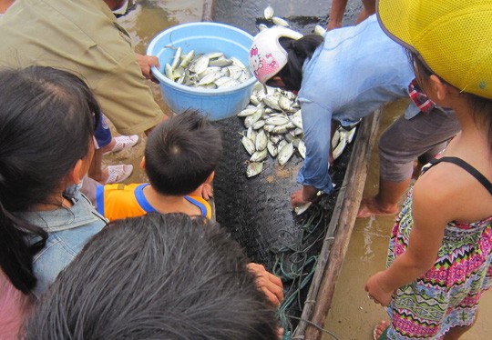 Thu gom cá nuôi bị chết tại thị trấn Thuận An