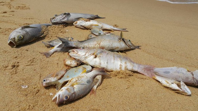 Cá mới chết dạt vào bờ biển xã Nhân Trạch, huyện Bố Trạch (Quảng Bình) sáng 4-5 - Ảnh: Nguyệt Anh
