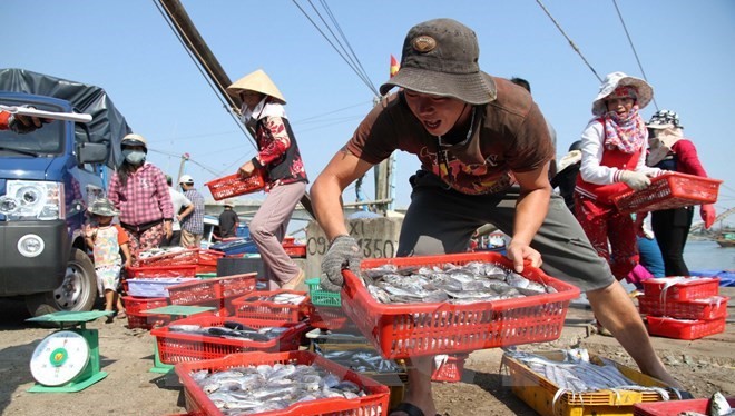 Ngư dân Quảng Trị vận chuyển cá lên bờ sau chuyến đánh bắt hải sản ngoài khơi xa.