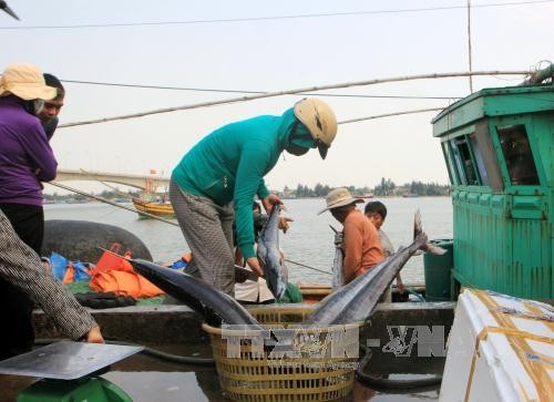 Vụ việc cá chết bất thường ở miền Trung đang được các cơ quan chức năng điều tra làm rõ. Ảnh: TTXVN