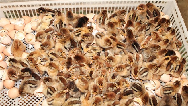 Cục Thú y – Bộ NNPTNT khẳng định: Không đề xuất nhập khẩu gà từ Trung Quốc