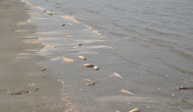 Cá lù đù chết bất thường dạt bờ biển Nghệ An trong nhiều ngày liên tục