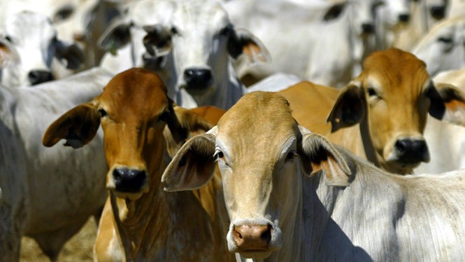Úc điều tra lò mổ Việt Nam có bạc đãi với gia súc hay không