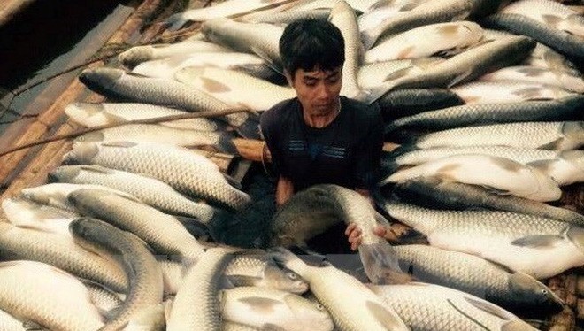 Thực hư thông tin cá chết hàng loạt ở Lý Sơn do bị đầu độc