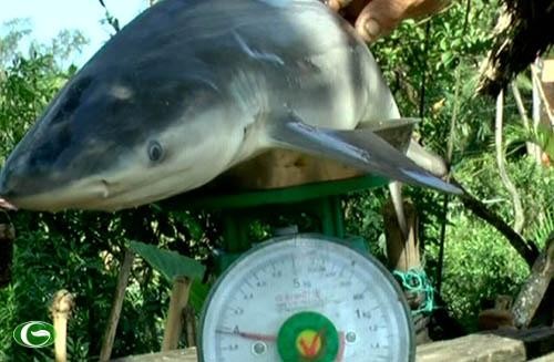 Con cá mập 4 kg do lão nông bắt được. Ảnh: A.X