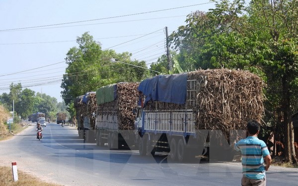 Một “cò canh đường” đang gọi báo động cho các tài xế xe chở mía trên đường Trần Văn Trà (địa phận xã Bình Minh, thành phố Tây Ninh ). (Ảnh: Thanh Tân/TTXVN)