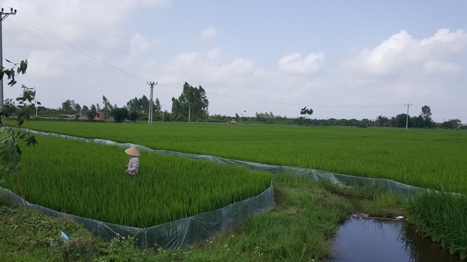 Ruộng đất được phân chia bình quân là đặc trưng của quản lý đất đai tại nông thôn Việt Nam. Ảnh: Quốc Dũng.