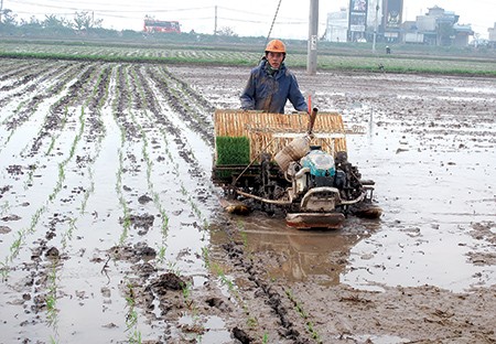 Ruộng đất manh mún hiện được xem như nguyên nhân lớn nhất cản trở sức sản xuất nông nghiệp. Ảnh: UBND Huyện Kiến Xương - Thái Bình