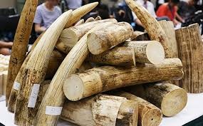 Ngà voi tang vật trong một vụ án. Ảnh minh họa, nguồn: Vietnamnet