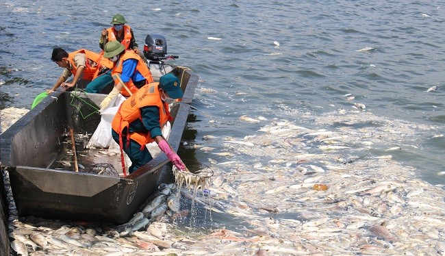 Hơn 200 tấn cá Hồ Tây chết bất thường những ngày qua.