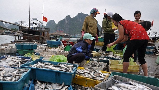 Bộ Y tế phải công bố kết quả xét nghiệm hải sản miền Trung vào cuối tháng 12/2016.