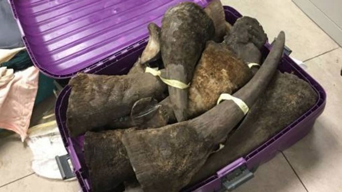 Cơ quan chức năng phát hiện khoảng 100 kg nghi sừng tê giác tại sân bay Nội Bài.