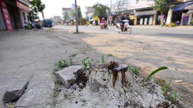 Chiến dịch dọn vỉa hè, nhiều cây tại Hà Nội đã bị chặt.