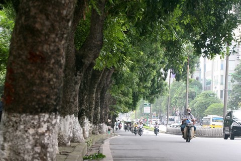 Từ ngày 12/9 Hà Nội sẽ cho tiến hành chặt hạ, di chuyển 130 cây xanh trên đường Kim Mã - Ảnh: An ninh Thủ đô