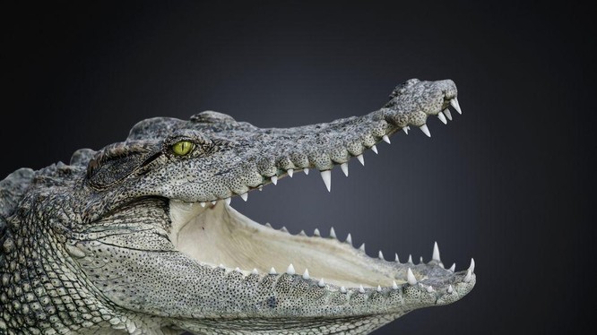 Cá sấu không thay đổi hình dáng trong suốt 200 triệu năm qua (Ảnh: Popular Mechanics)