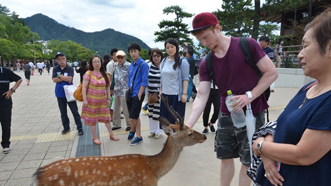 Hươu trên đảo Miyajima rất thân thiện với du khách