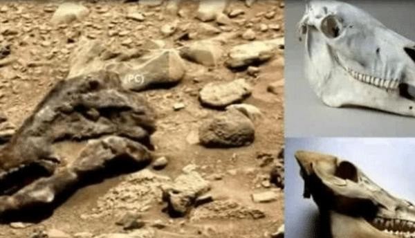 Dấu tích của khủng long được phát hiện trên sao Hỏa. Ảnh: Sohu