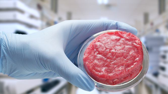 Các mẫu thịt nhân tạo được phát triển đầu tiên tại phòng thí nghiệm Đại học Maastricht, Hà Lan. 