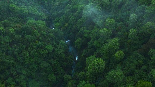 Amazon là khu rừng nhiệt đới lớn nhất thế giới, cung cấp lượng oxy khổng lồ cho sự sống trên trái đất. Ảnh: NetEase
