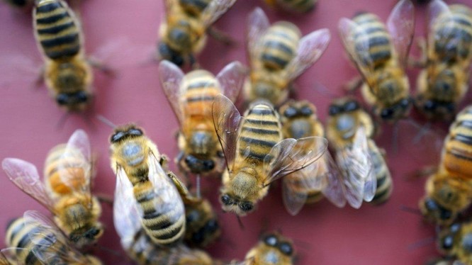 Có thể mất hàng giờ hoặc vài ngày để có kết quả xét nghiệm Covid-19, nhưng ong có thể cho kết quả ngay lập tức. Ảnh: AP