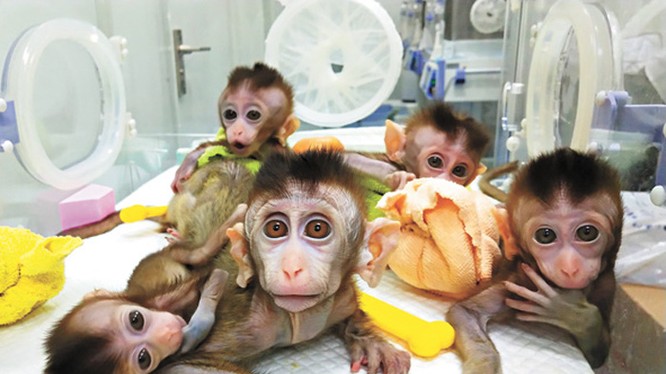 5 con khỉ đã được các nhà khoa học Trung Quốc cấy gene người vào não.