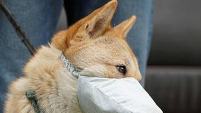 Thông tin tìm thấy nCoV trong khoang miệng và mũi chó nuôi trong nhà bệnh nhân COVID-19 ở Hồng Kông đang gây xôn xao dư luận. (Ảnh: Guancha)