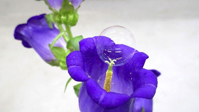 Hoa có thể được thụ phấn thông qua những quả bong bóng này. Ảnh: Digital Trends