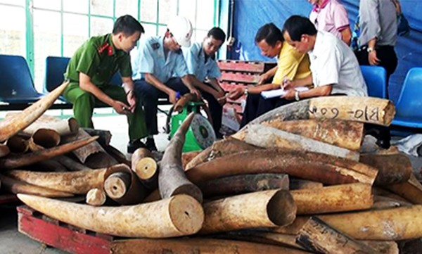 Ngà voi nhập lậu từ châu Phi về Việt Nam bị phát hiện và thu giữ