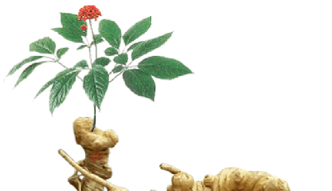 Thủ tướng Nguyễn Xuân Phúc vừa có Quyết định phê duyệt bổ sung danh mục Sản phẩm Quốc gia thuộc Chương trình Phát triển sản phẩm quốc gia đến năm 2020 và Sâm Ngọc Linh chính thức có tên trong danh sách.