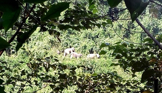 Sáng 7/9, Bộ NN&PTNT phối hợp cùng UBND tỉnh Quảng Nam tổ chức công bố quyết định thành lập Khu bảo tồn loài và sinh cảnh voi tại huyện Nông Sơn (Quảng Nam)