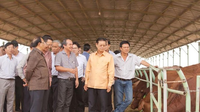 Phó thủ tướng Lào 'xông đất' nông trại chăn nuôi bò của bầu Đức