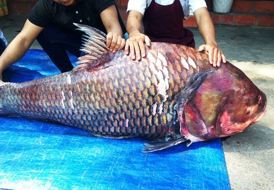 gồm cá hô đỏ nặng 130kg, dài 1,5m.
