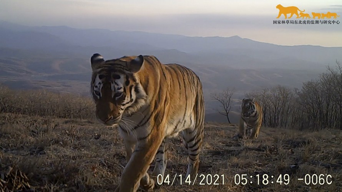 Hai con hổ Siberia hoang dã tại Công viên quốc gia Hổ và Báo Đông Bắc tỉnh Cát Lâm, đông bắc Trung Quốc ngày 14/4/2021. Ảnh Xinhua