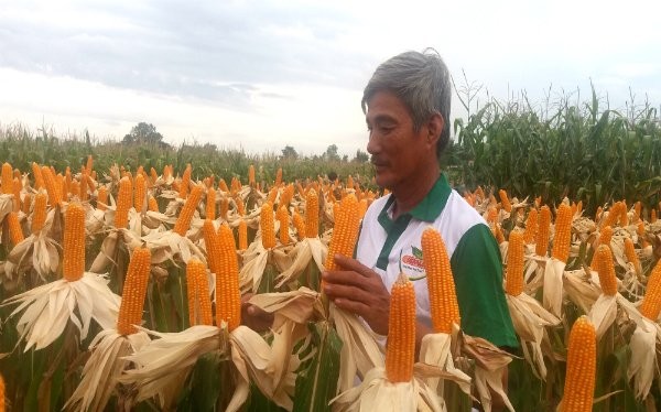 Trong khi các mặt hàng nông nghiệp chính của Việt Nam có xu hướng giảm giá thì giá bắp (ngô) lại ổn định. Theo WB, giá bắp trong những năm tới ở mức 169 đô la Mỹ/tấn. Ảnh: NH