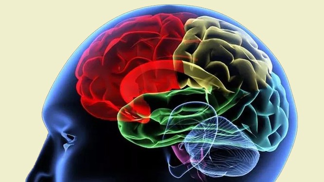 Các nhà khoa học đang tìm hiểu cơ chế một từ vựng đi từ suy nghĩ đến khi phát ra thành âm thanh 