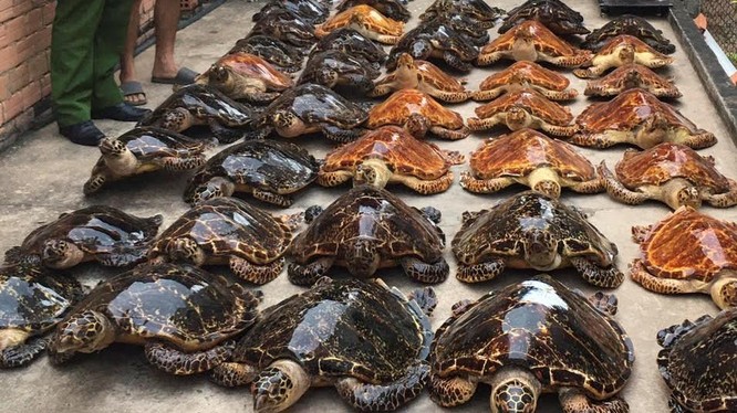 Các tiêu bản rùa biển bị buôn lậu bất hợp pháp được phát hiện tại Tây Ninh
