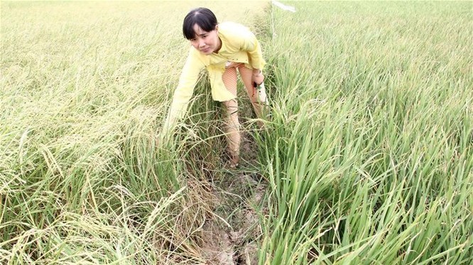 Diện tích lúa bị thiệt hại ở nhiều địa phương tăng lên rất nhanh. Trong ảnh là một ruộng lúa bị ảnh hưởng bởi hạn, mặn ở ĐBSCL. Ảnh: Trung Chánh