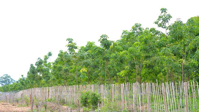 Hoàng Anh Gia Lai có rất nhiều tài sản là rừng trồng cao su ở các khu vực trọng yếu (ảnh: báo Gia Lai)