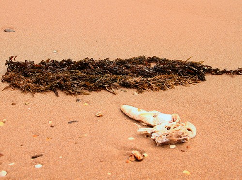 Một mảnh tảo hiếm hoi trên bờ biển Hà Tĩnh những ngày qua. Ảnh: Đức Hùng.