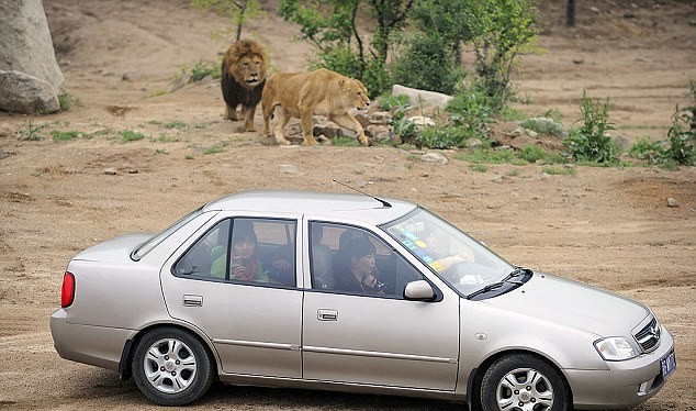 Công viên Badaling Wildlife World rộng khoảng 2.400 ha, cho phép du khách tự lái xe tham quan. Tuy nhiên, họ cảnh báo du khách không được rời xe trong bất cứ tình huống nào.