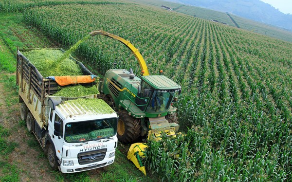 Thu hoạch nguyên liệu ngô tại trang trại của Tập đoàn TH Truemilk ở Nghĩa Đàn (Nghệ An).