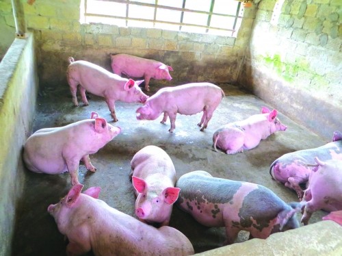 Đến nay, dịch tả lợn châu Phi đã lan ra 10 tỉnh, thành trong cả nước.