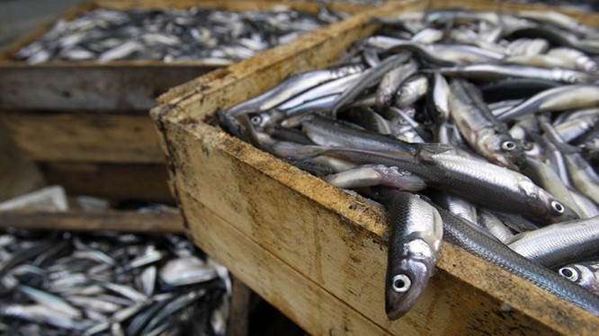 Báo Nga: Bộ Nông nghiệp Việt Nam quan tâm đến việc nuôi cá ở vùng Leningrad