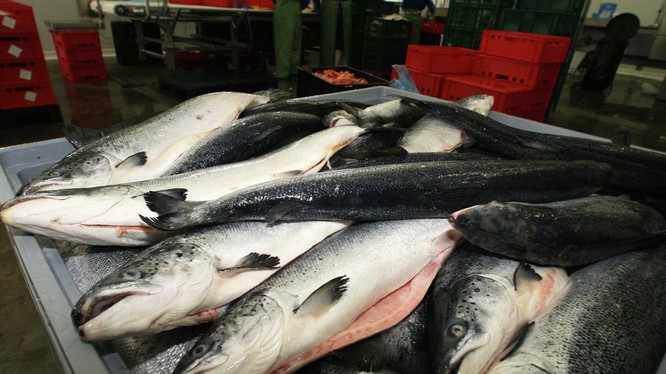 Nga áp dụng thêm biện pháp hạn chế nhập khẩu cá từ Việt Nam (ảnh minh họa).
