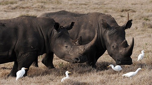 Cứu tê giác đen có nguy cơ tuyệt chủng cao bằng công nghệ hiện đại. Ảnh: Internet