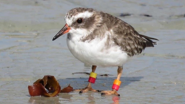 Loài chim quý hiếm liên tục biến mất ở New Zealand. Ảnh: Dave Houston